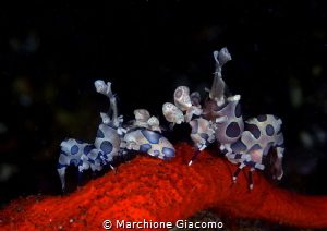 The Arlequins.
Nikon D800E . 105mm Nikon , lens sub sea ... by Marchione Giacomo 